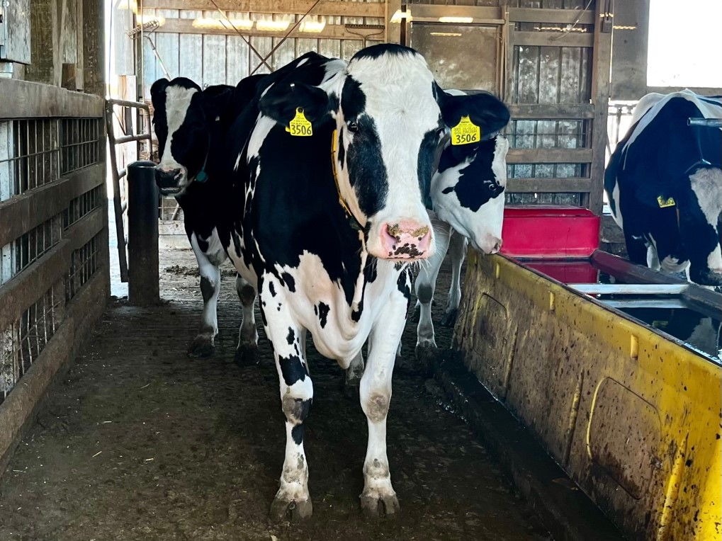 Dairy Cow standing in lane