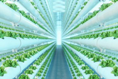 vertical farm with rows of white plastic holding green plants