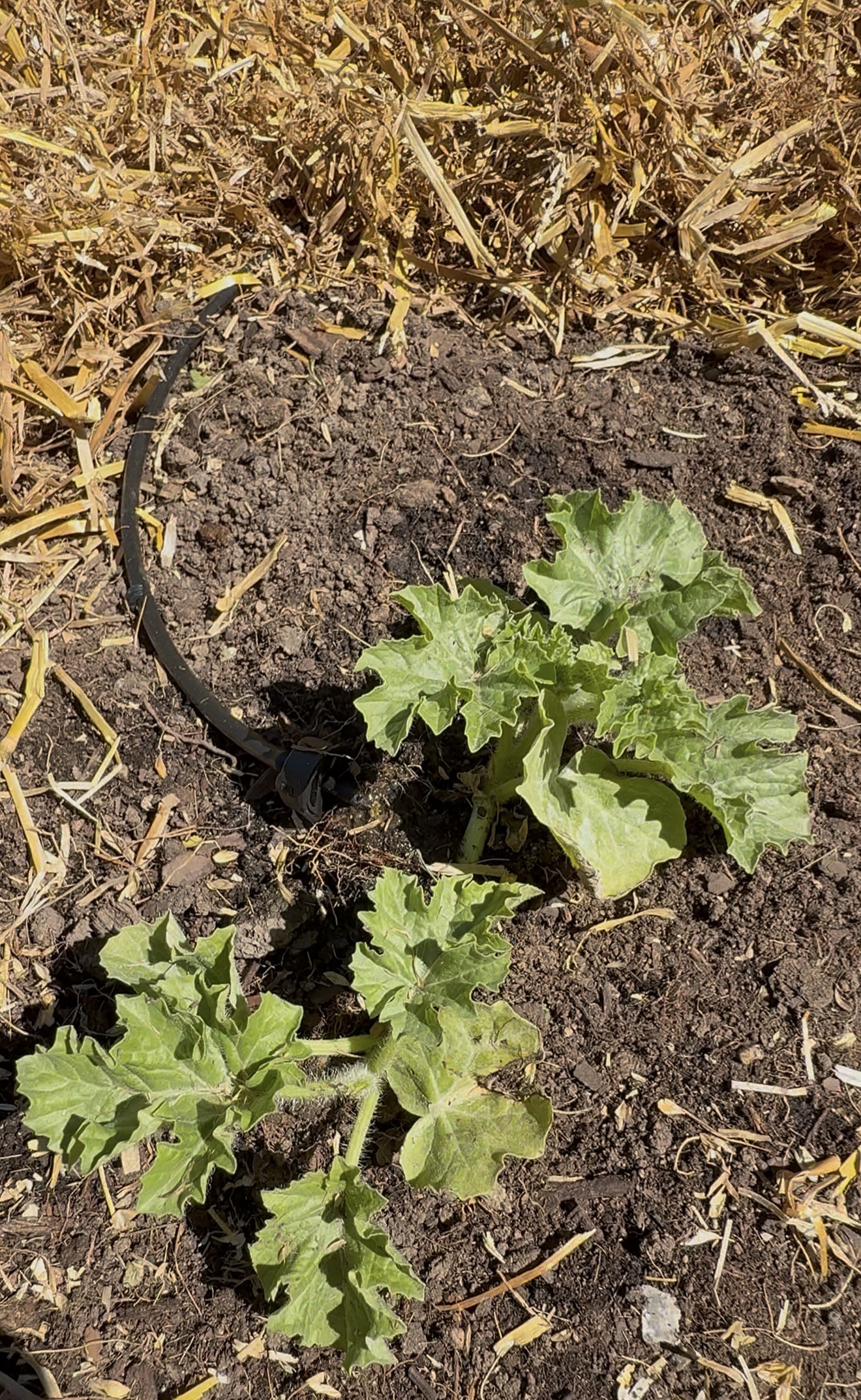 Plant with drip irrigation lines