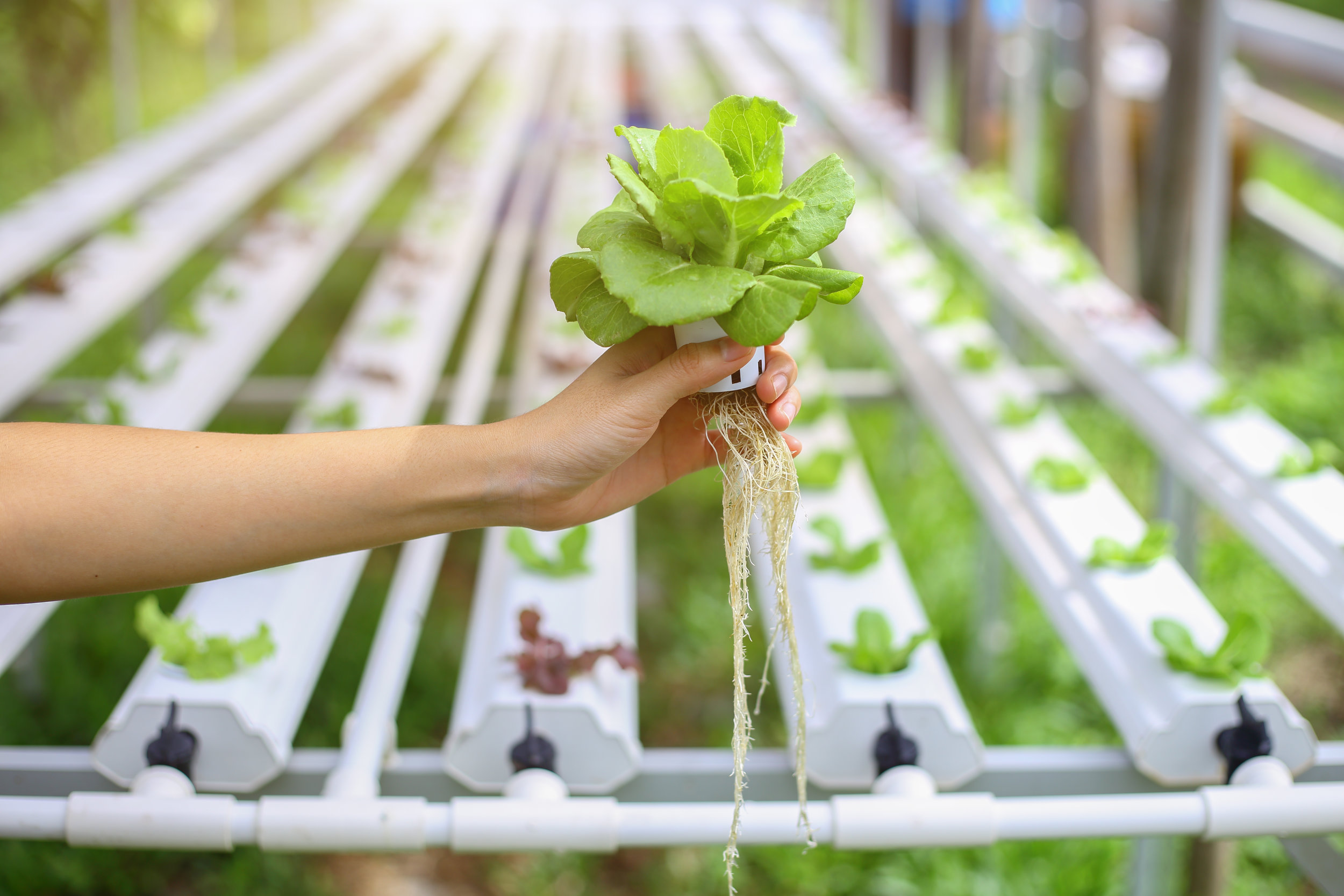 hydroponic grown lettuce is being removed from its holder